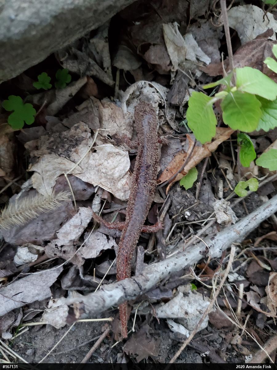 Northern Red Salamander