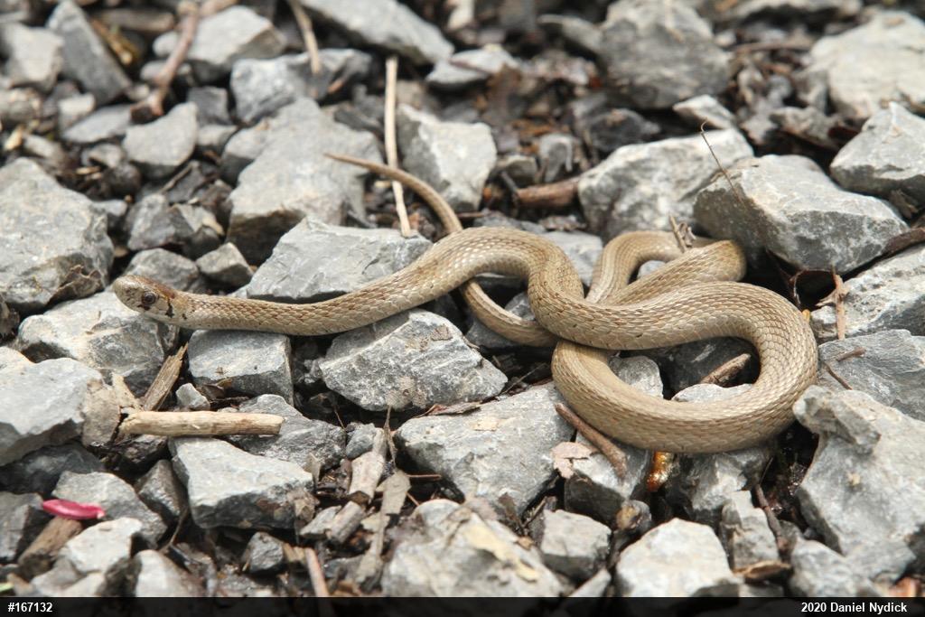 Dekay's Brownsnake