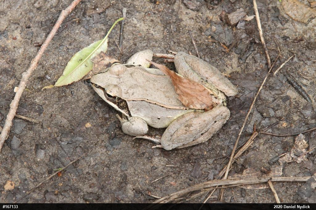 Wood Frog