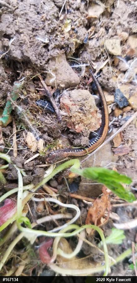 Eastern Red-backed  Salamander