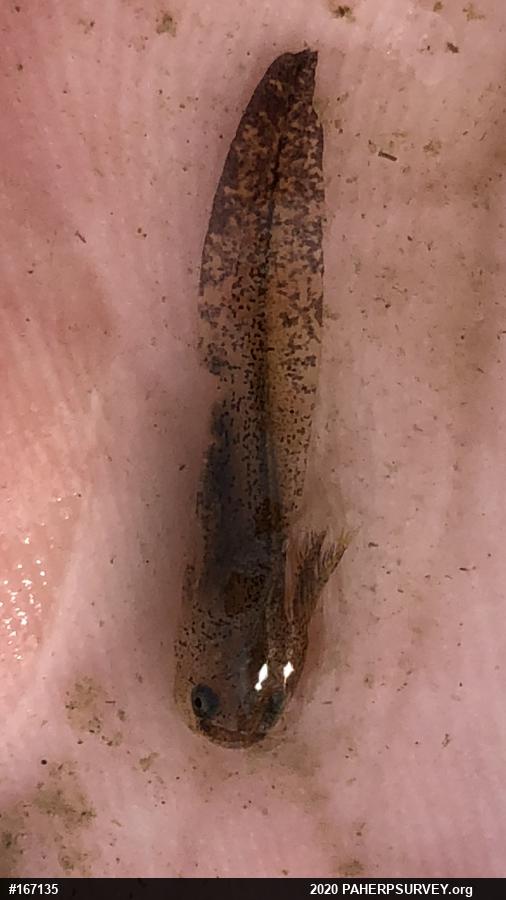 Spotted Salamander