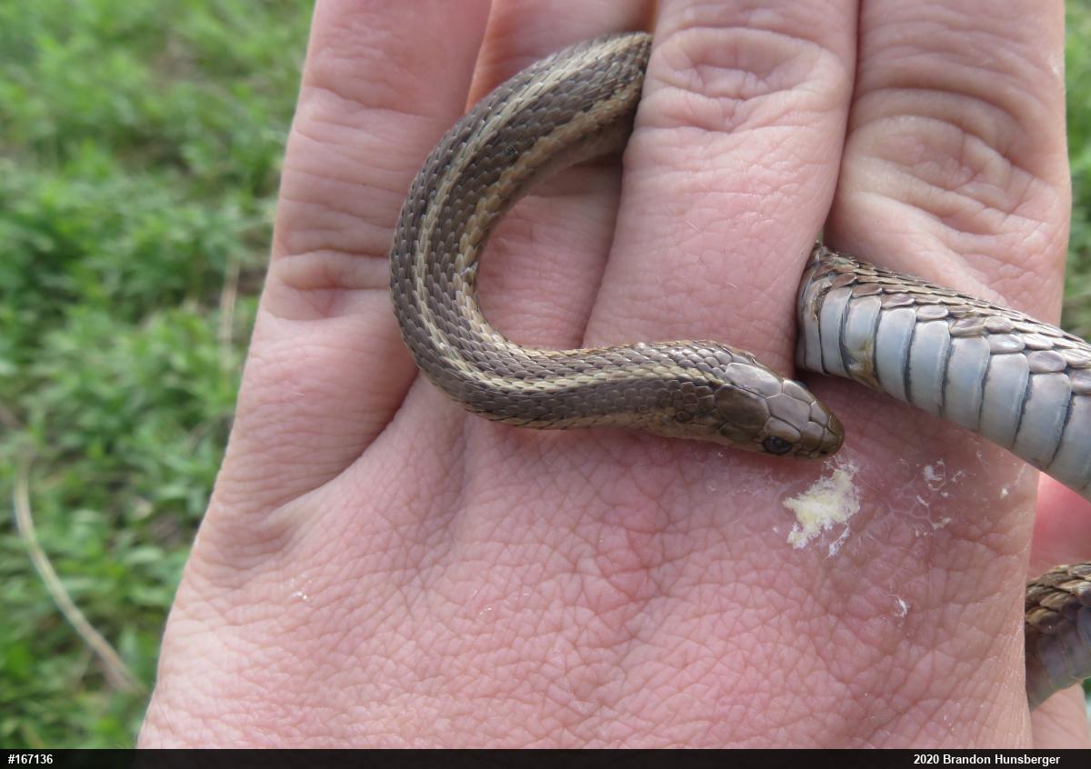 Shorthead Gartersnake