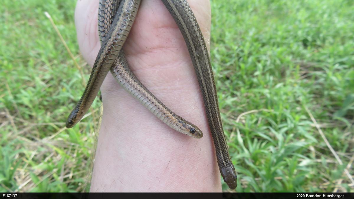 Shorthead Gartersnake