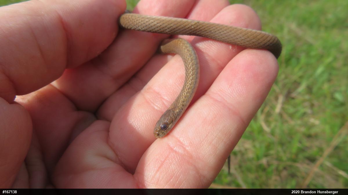 Red-bellied Snake