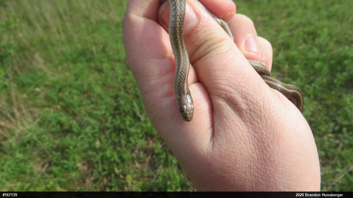 Shorthead Gartersnake