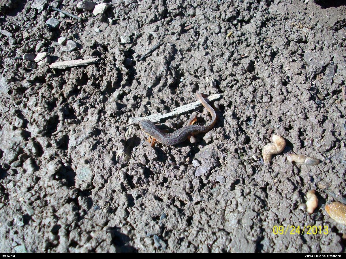 Red-spotted Newt