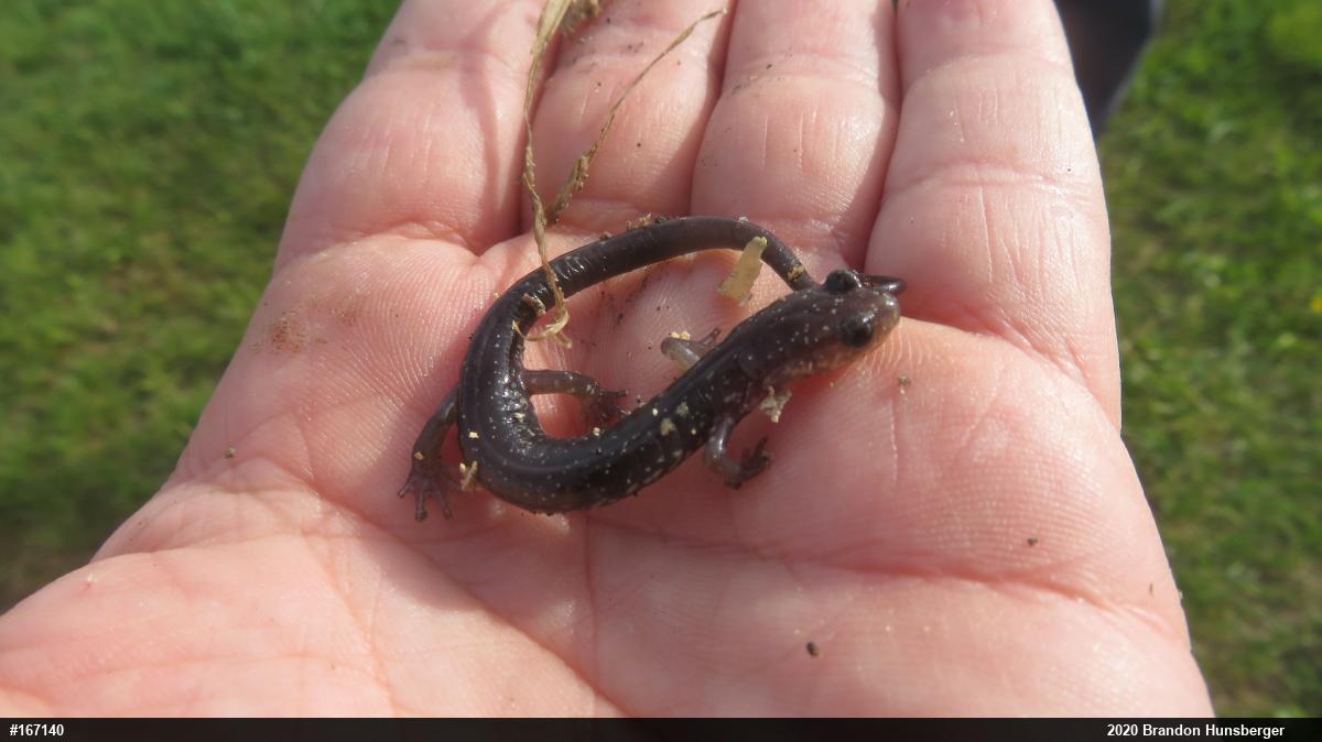Wehrle's Salamander
