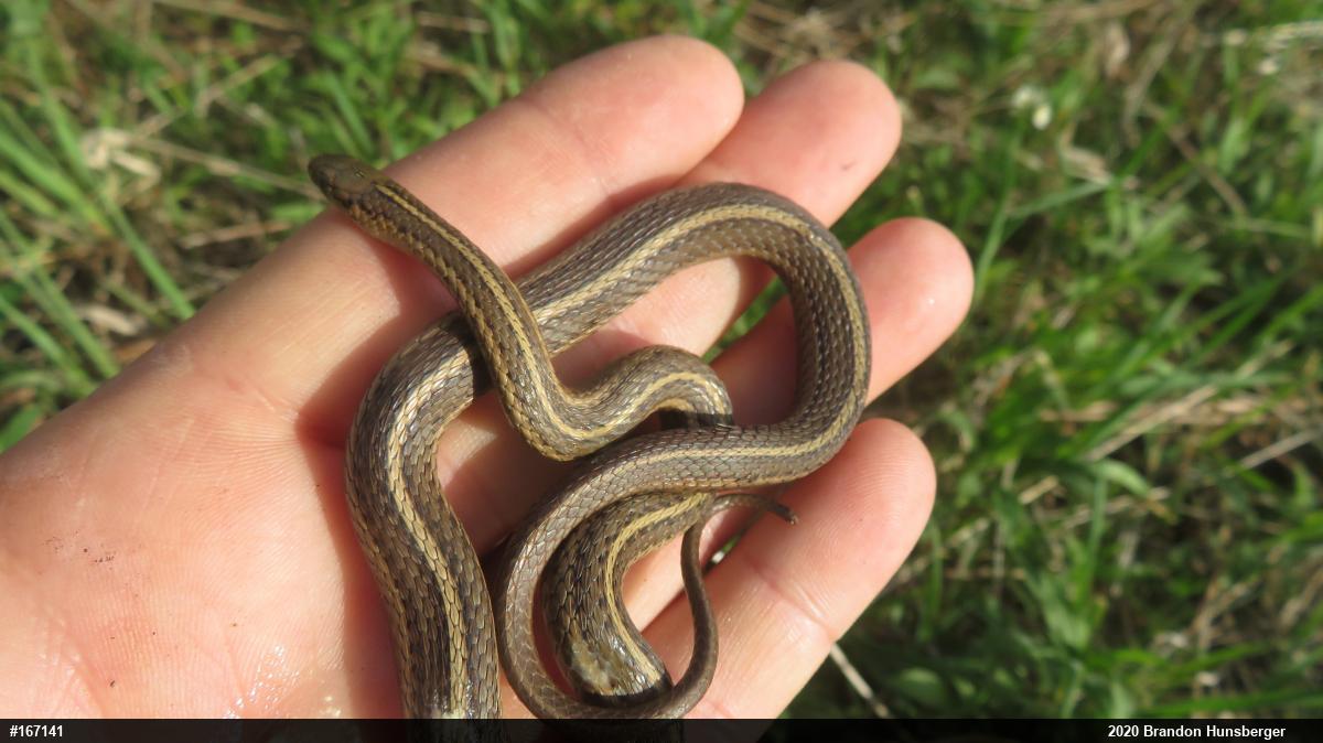 Shorthead Gartersnake