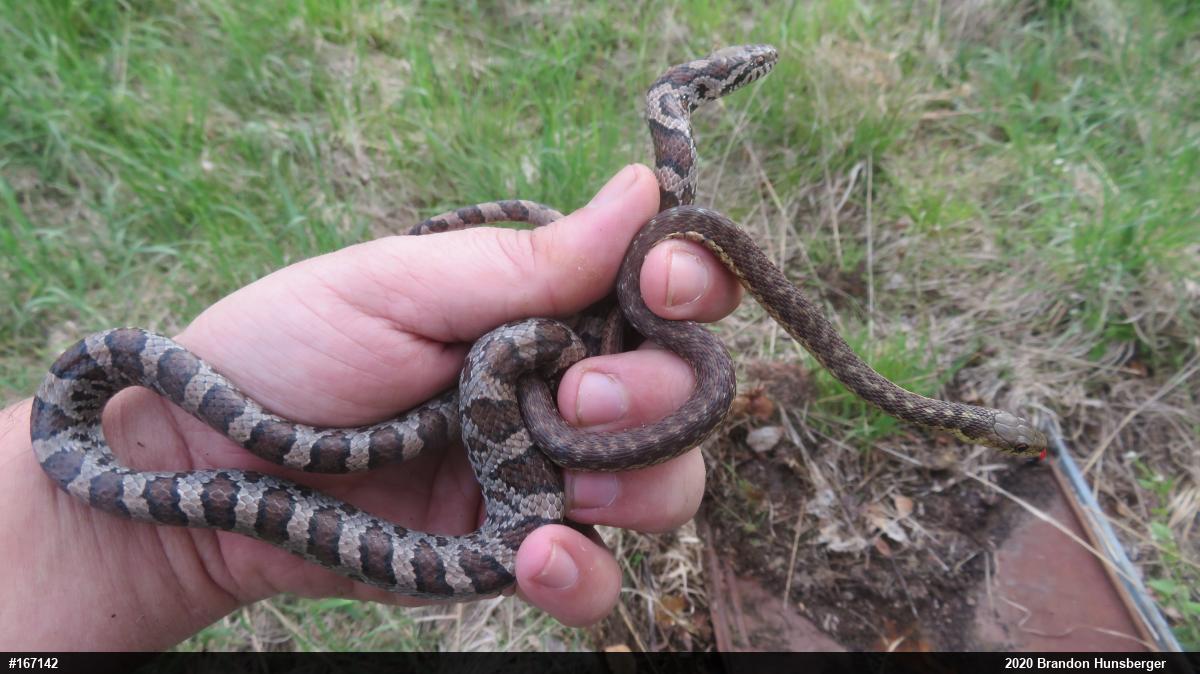 Eastern Milksnake