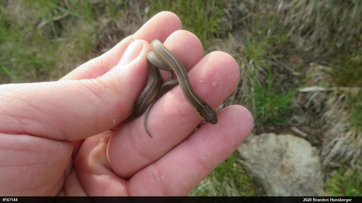 Shorthead Gartersnake