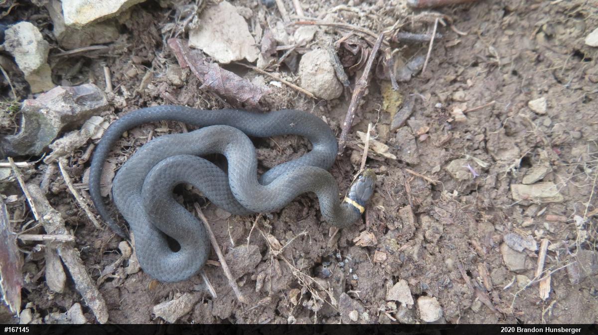 Northern Ring-necked Snake