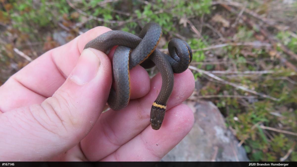 Northern Ring-necked Snake