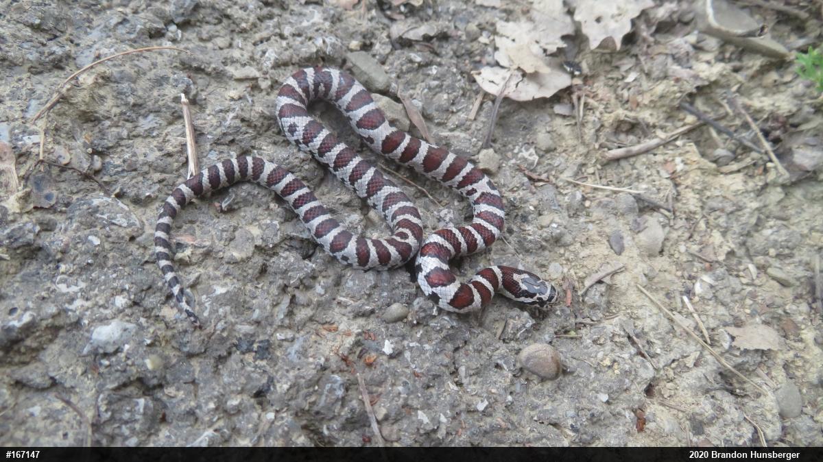 Eastern Milksnake
