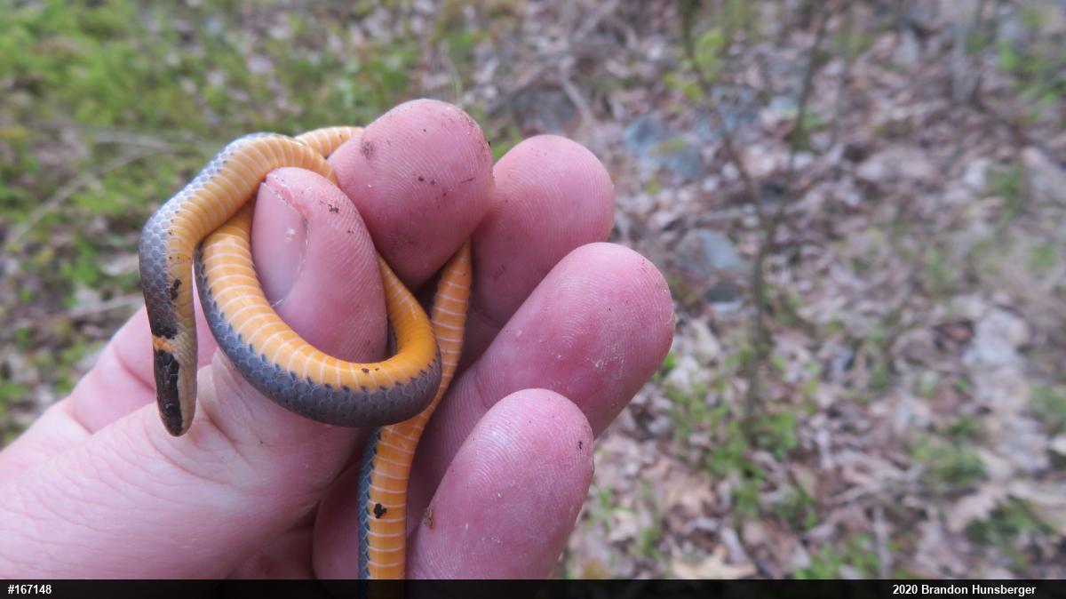 Northern Ring-necked Snake