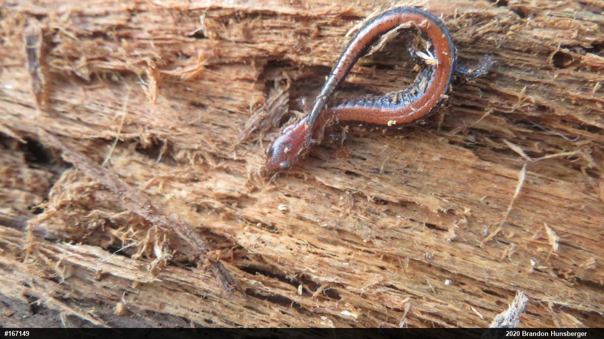 Eastern Red-backed  Salamander