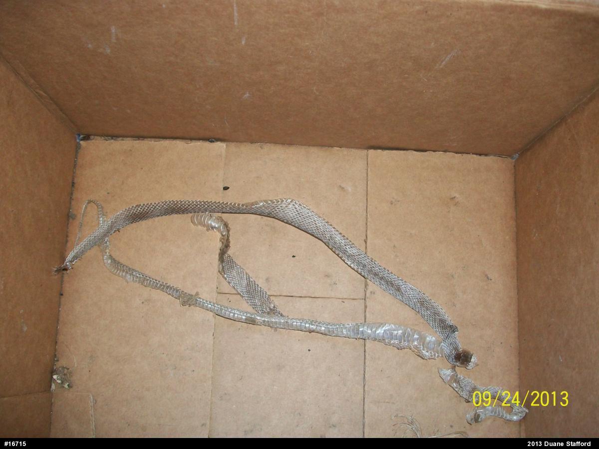 Eastern Gartersnake