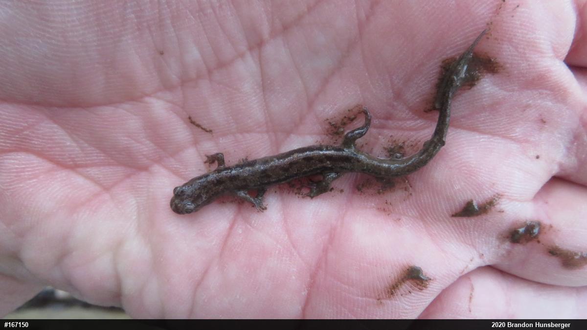 Dusky Salamanders