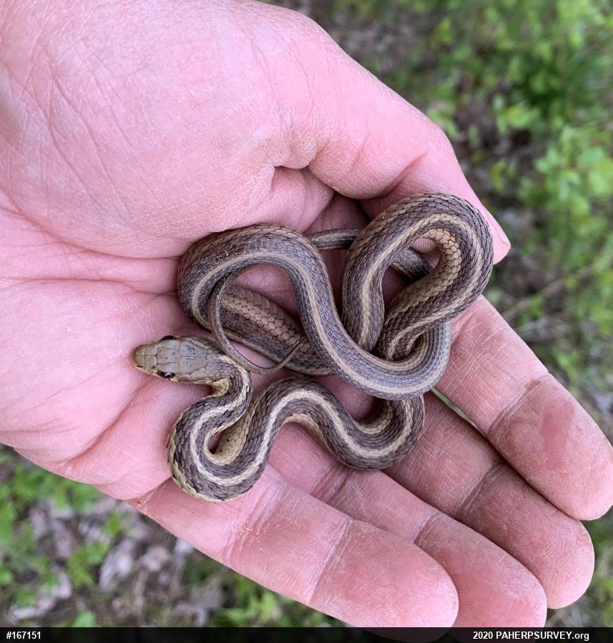 Eastern Gartersnake