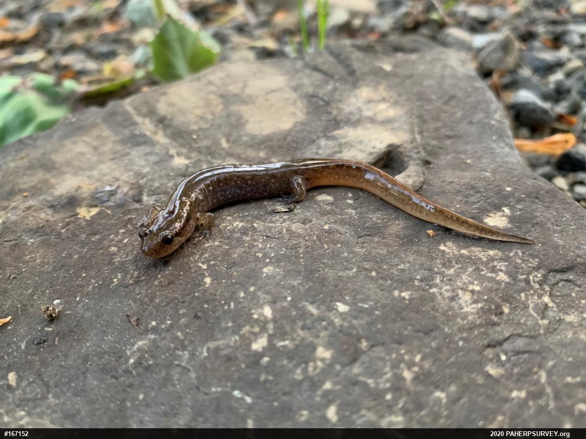 Northern Dusky Salamander