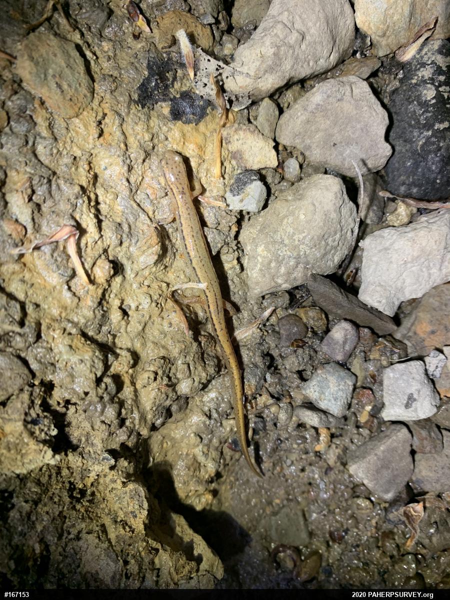 Northern Two-lined Salamander