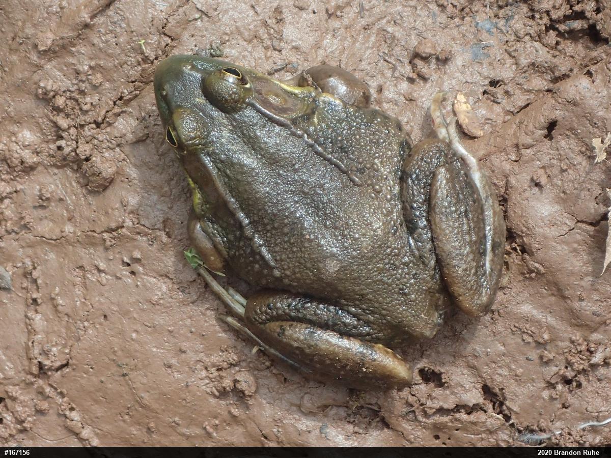 Green Frog