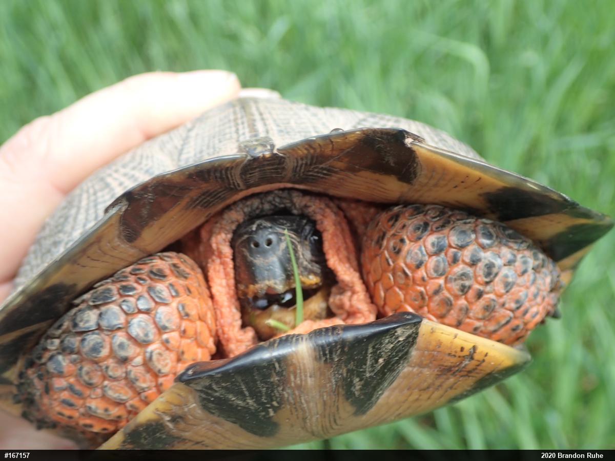 Wood Turtle