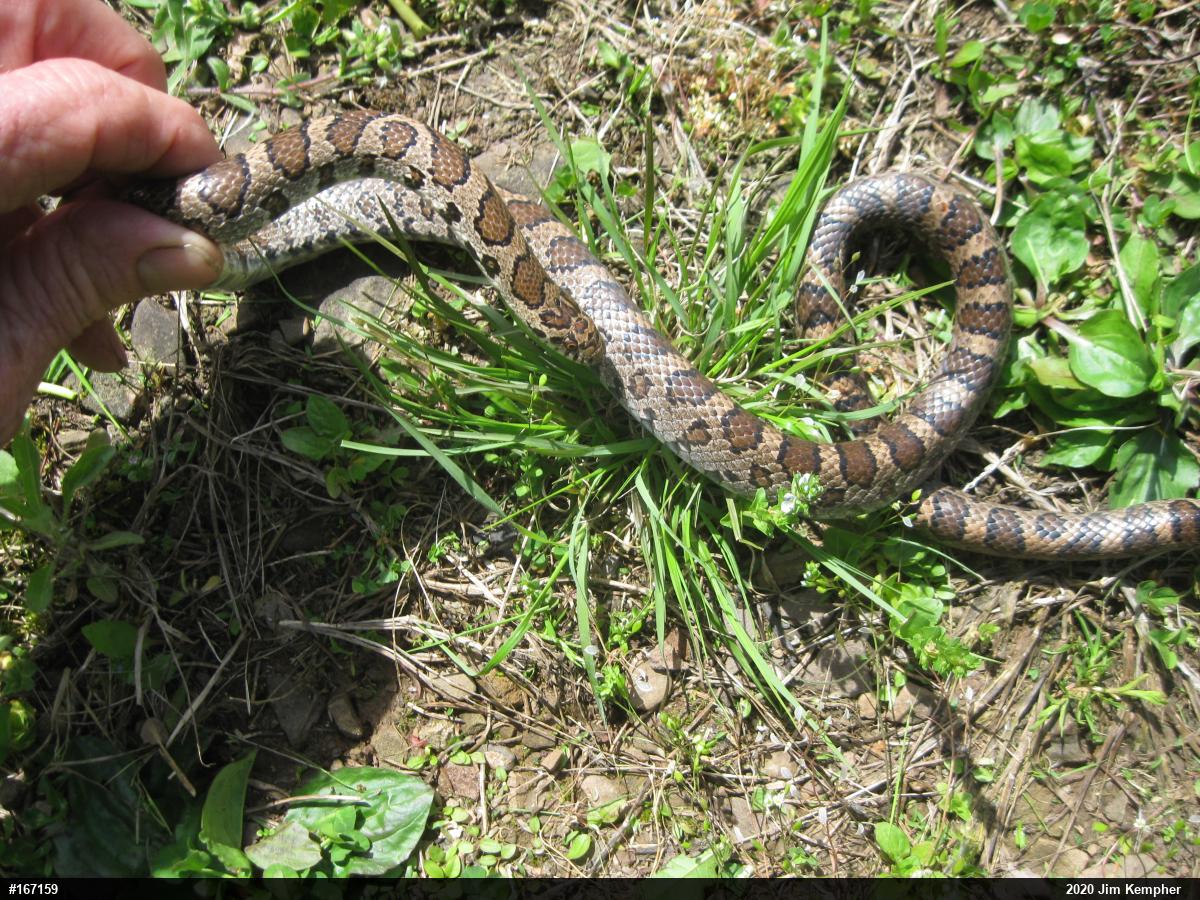Eastern Milksnake