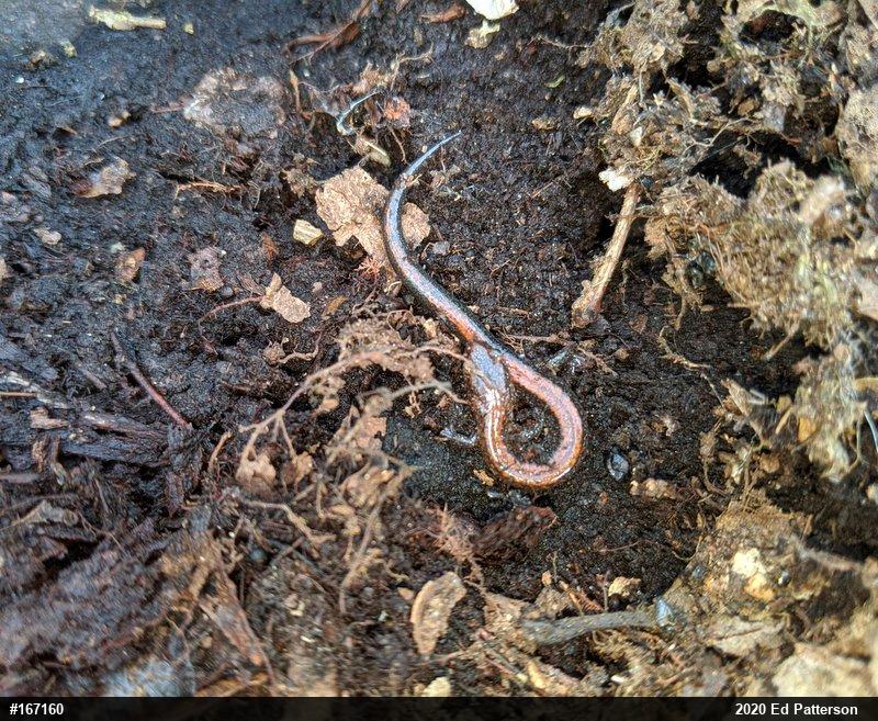 Eastern Red-backed  Salamander