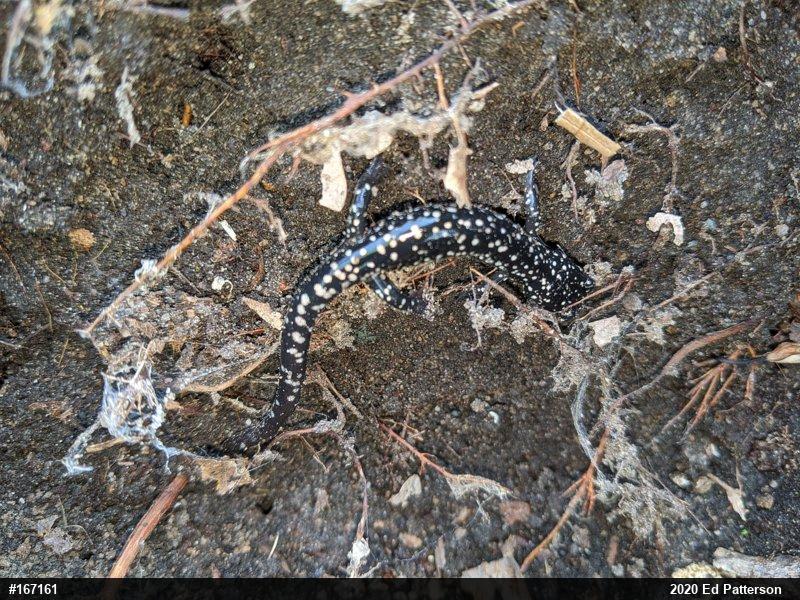 Northern Slimy Salamander