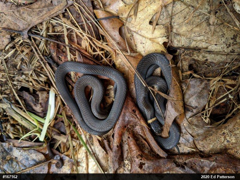 Northern Ring-necked Snake
