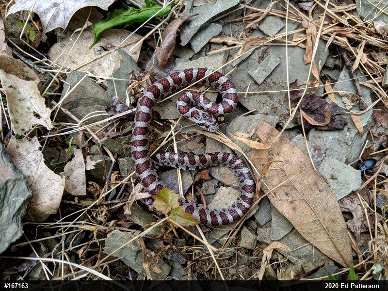 Eastern Milksnake