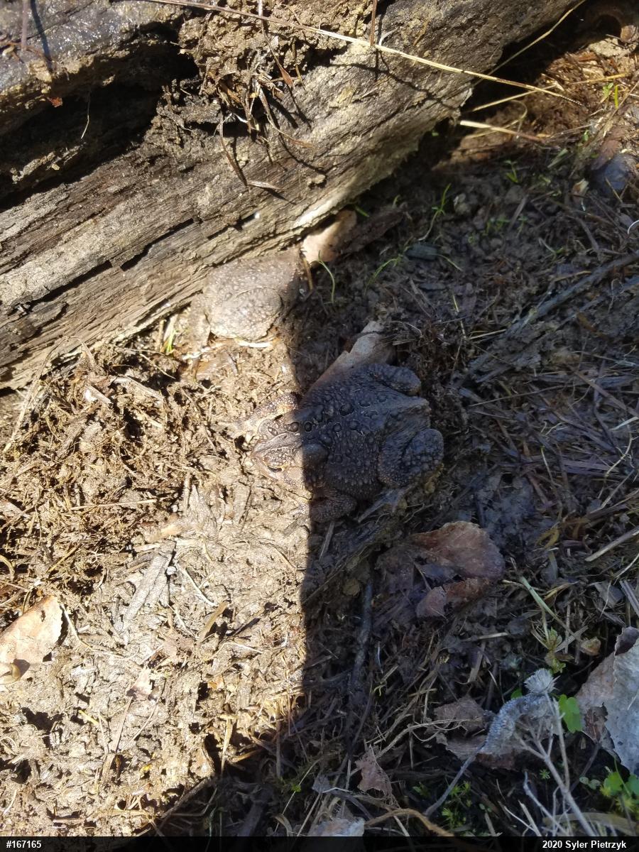 Eastern American Toad