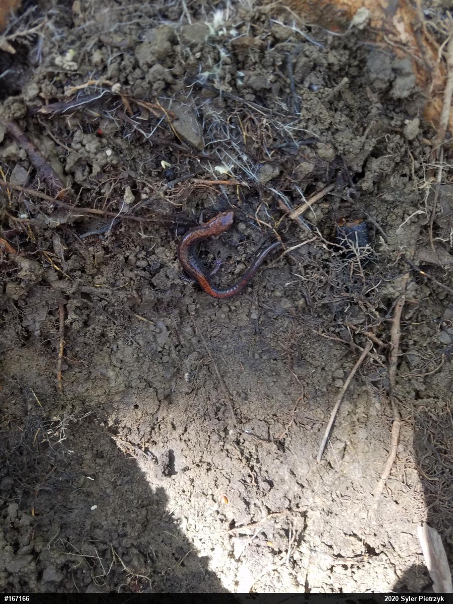 Eastern Red-backed  Salamander