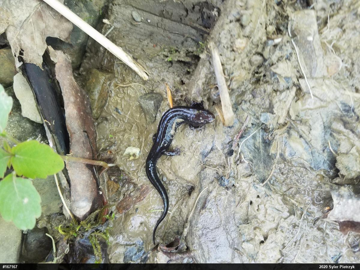 Allegheny Mountain Dusky Salamander