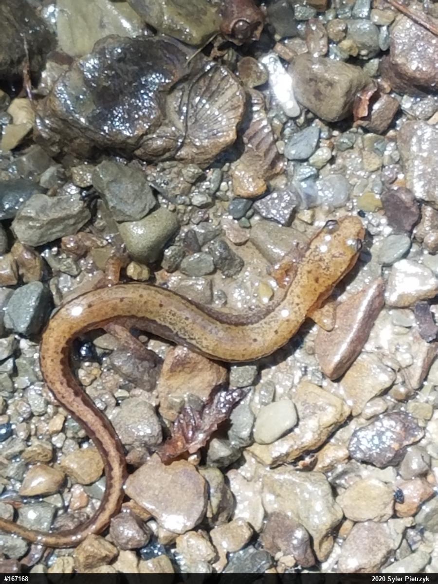 Northern Two-lined Salamander