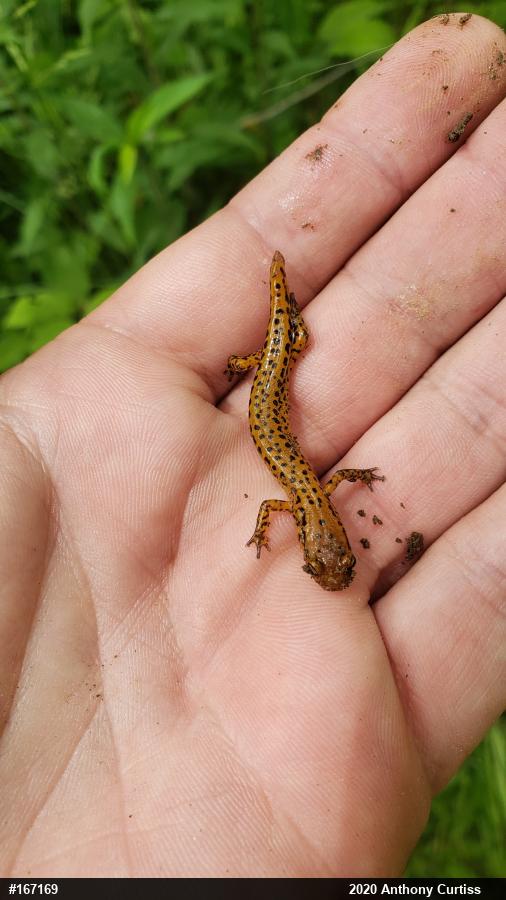 Eastern Long-tailed Salamander