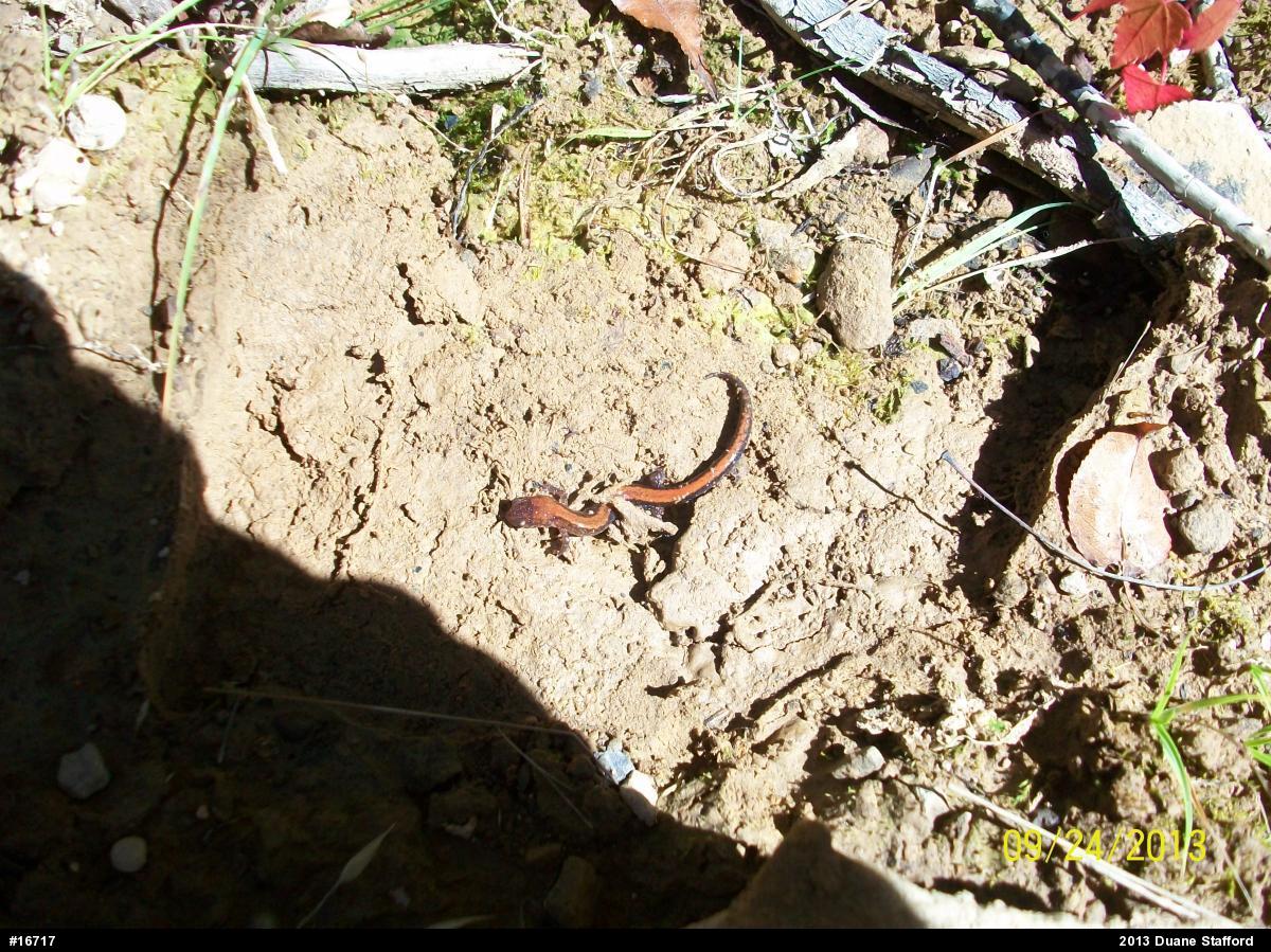 Eastern Red-backed  Salamander