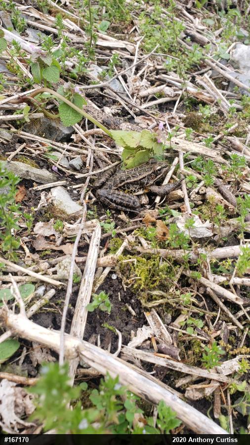 Pickerel Frog