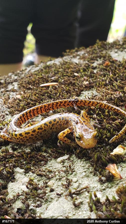 Eastern Long-tailed Salamander
