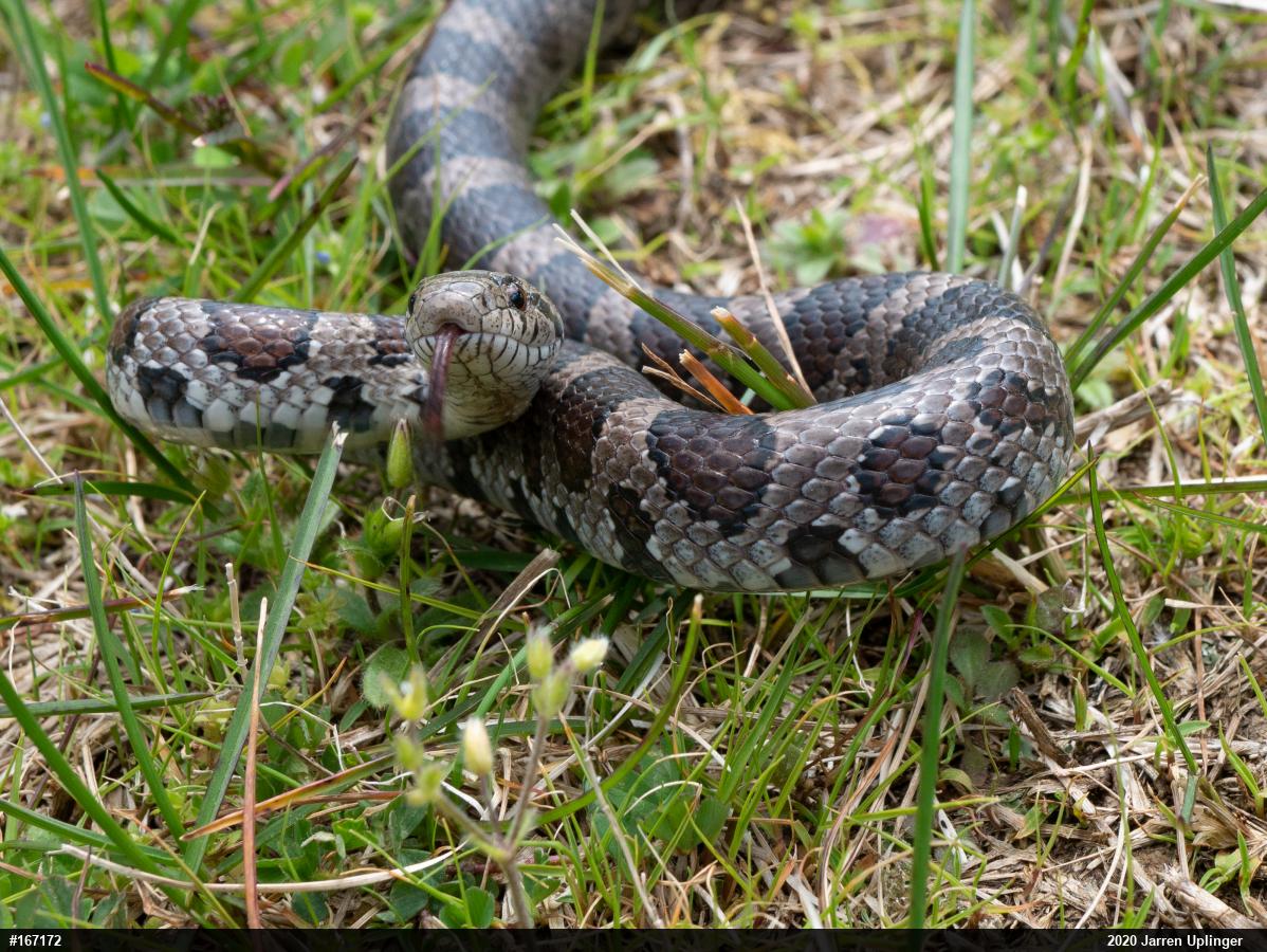 Eastern Milksnake