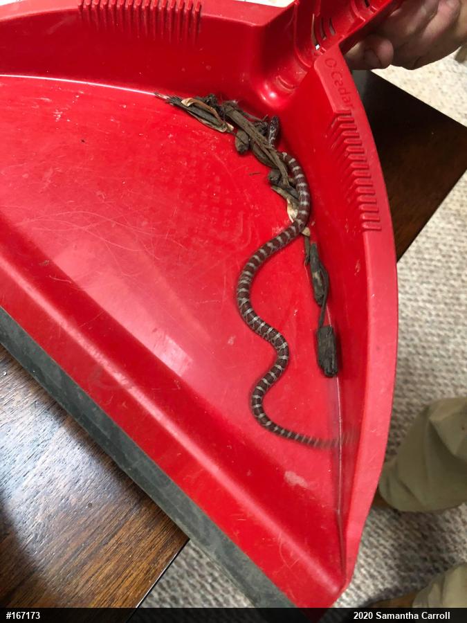 Eastern Milksnake