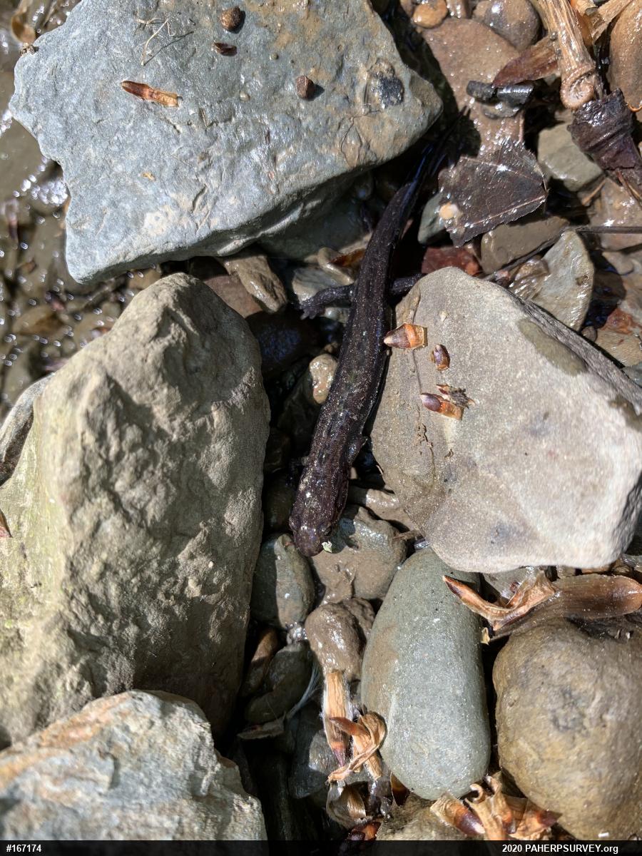 Northern Dusky Salamander