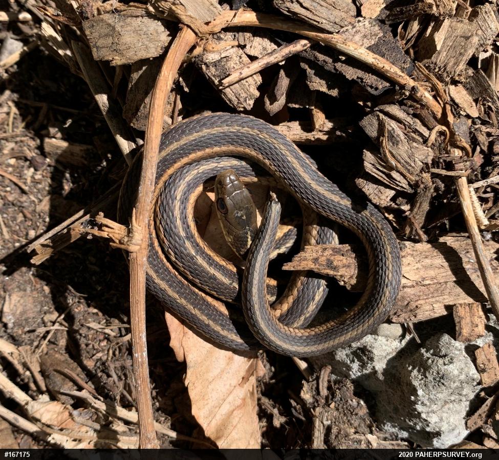 Eastern Gartersnake