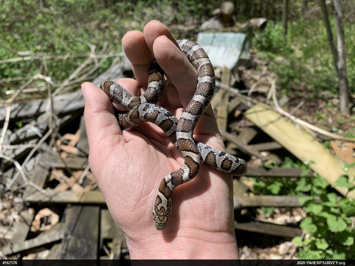 Eastern Milksnake