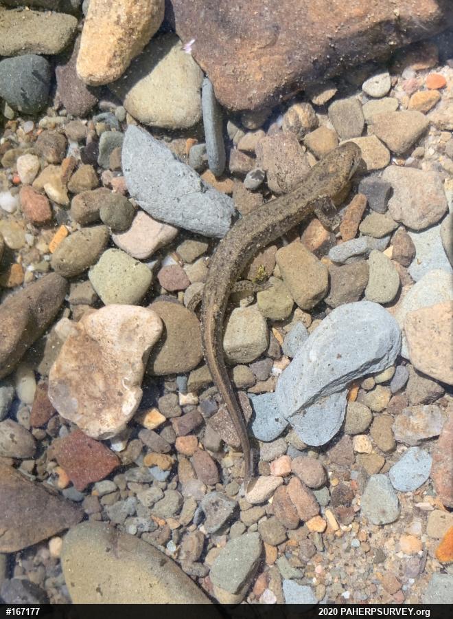 Northern Two-lined Salamander