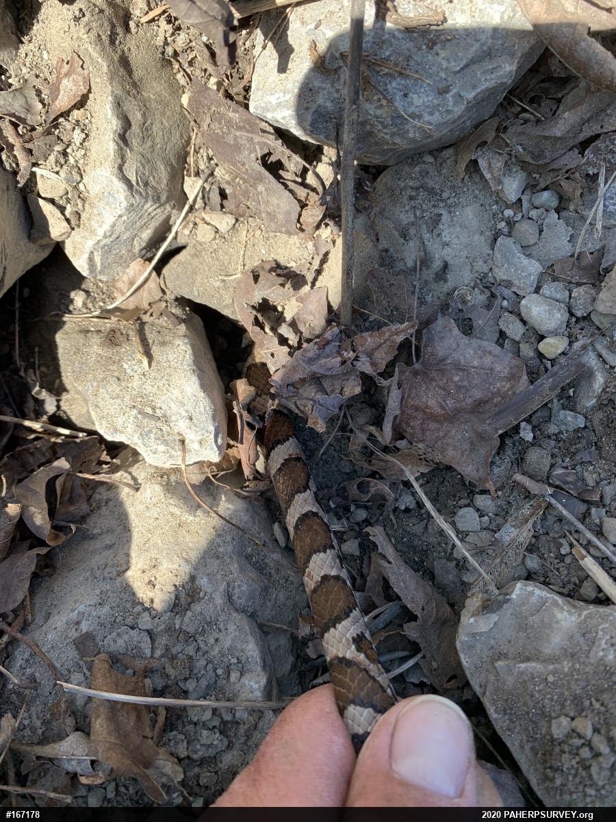 Eastern Milksnake