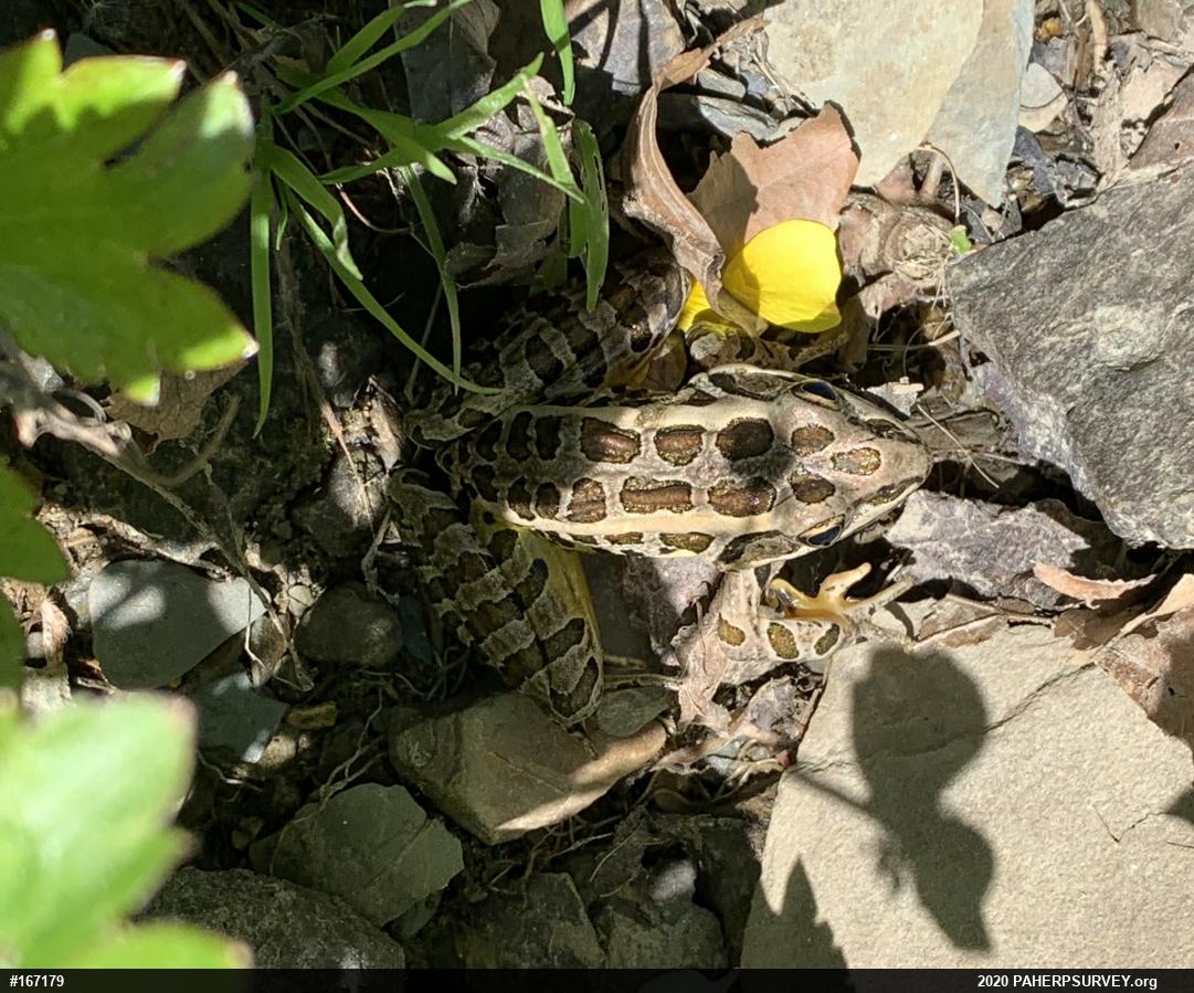 Pickerel Frog