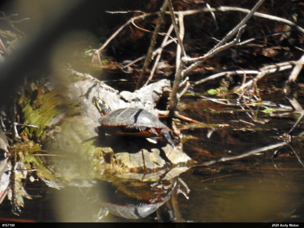 Painted Turtle