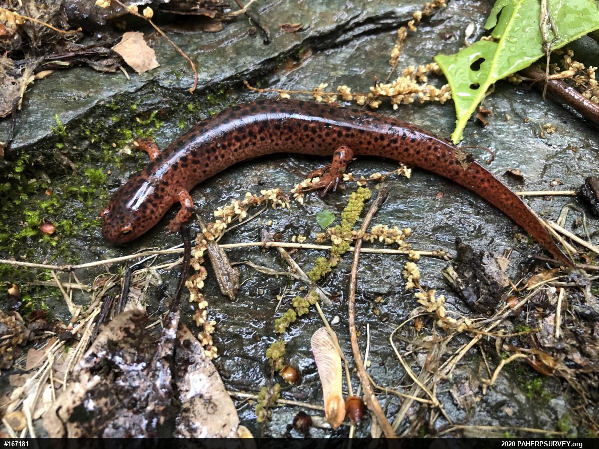 Northern Red Salamander