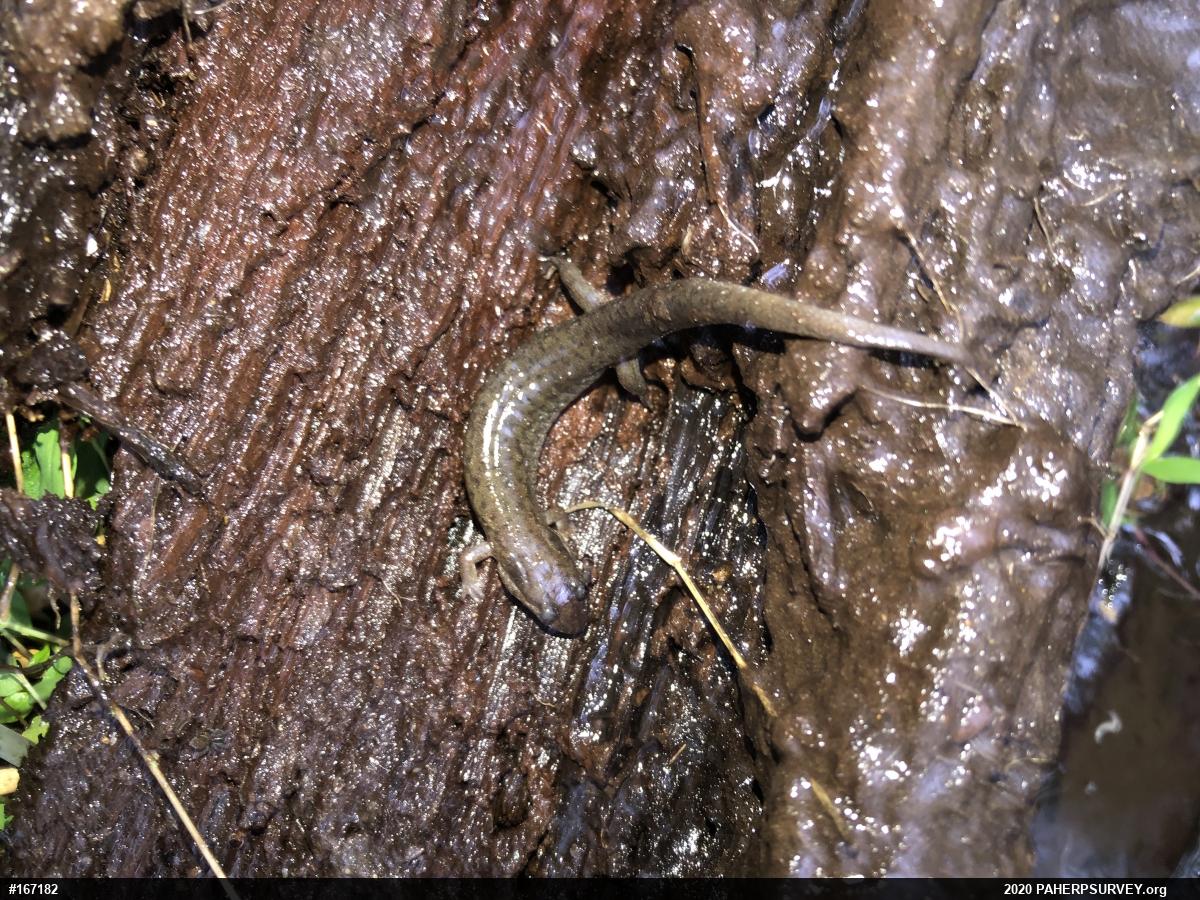 Northern Dusky Salamander